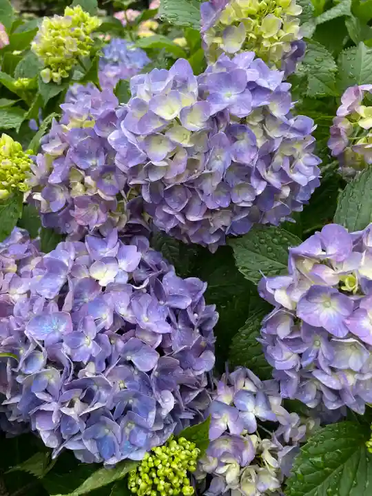 白山神社の自然