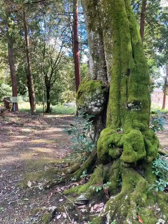八幡神社の自然