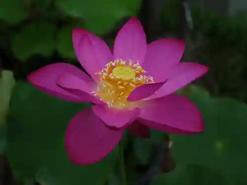 極楽山　浄土寺の自然