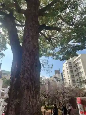 湯島天満宮(東京都)