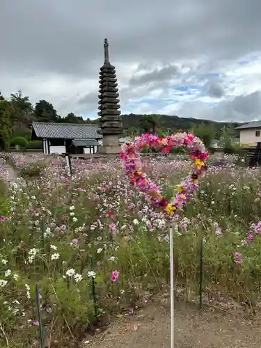般若寺 ❁﻿コスモス寺❁(奈良県)