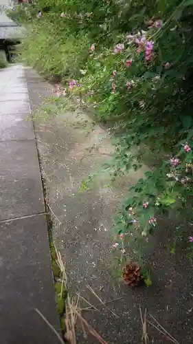 圓光禅寺（円光寺）の自然