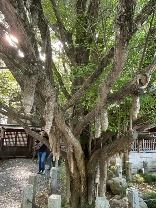 秩父神社の{uncategorized: "未分類", other: "その他", undefined: "問題あり", building: "その他建物", grave: "お墓", sacred_gate: "鳥居", guardian: "狛犬", statue: "像", buddha: "仏像", history: "歴史", nature: "自然", garden: "庭園", animal: "動物", pagoda: "塔", temizu: "手水舎", mountain_gate: "山門・神門", sanctuary: "本殿・本堂", subordinate: "末社・摂社", art: "芸術", scenery: "景色", jizo: "地蔵", ema: "絵馬", goshuin: "御朱印", omikuji: "おみくじ", items: "授与品その他", amulet: "お守り", goshuincho: "御朱印帳", eats: "食事", festival: "お祭り", votive_dance: "神楽", shichigosan: "七五三参", wedding: "結婚式", experience: "体験その他", initially: "初詣", around: "周辺", anti_infection: "感染症対策"}