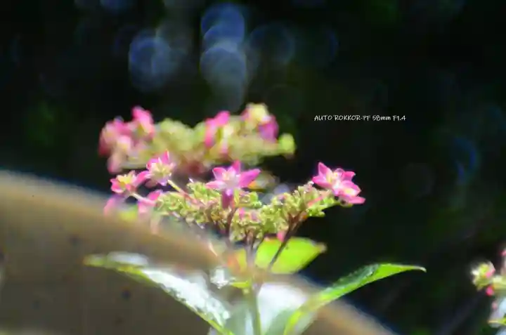 三室戸寺(京都府)