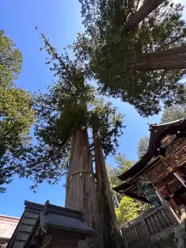 三峯神社(埼玉県)