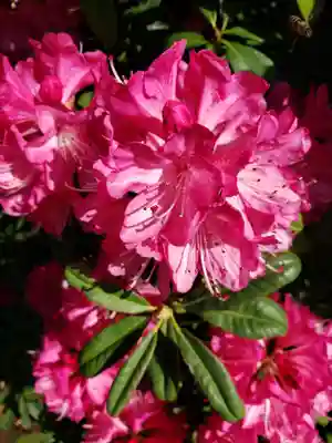 福蔵院(東京都)