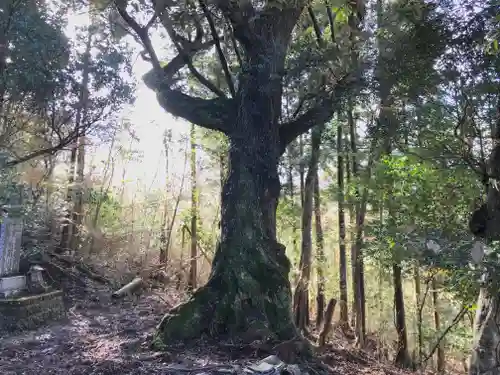 諏訪神社の自然