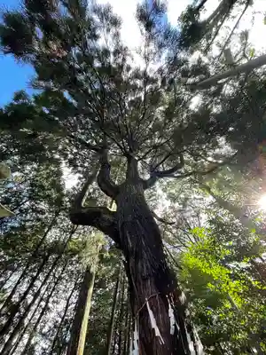 東大野八幡神社の自然