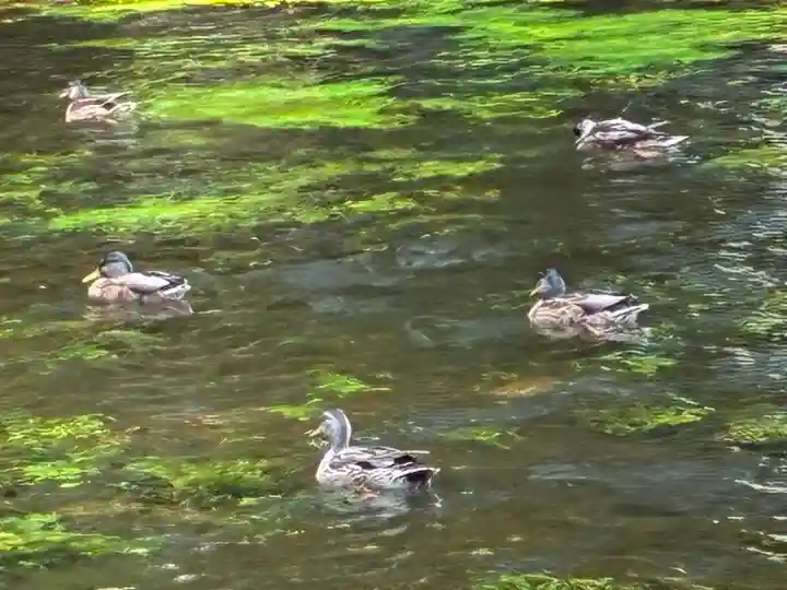 富士山本宮浅間大社(静岡県)