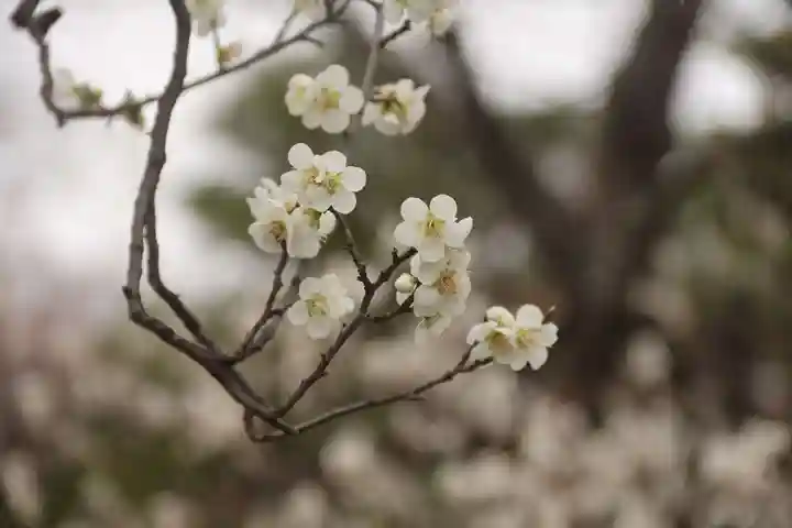 開成山大神宮の庭園