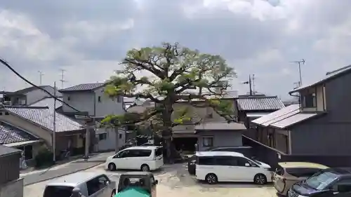 櫟谷七野神社(京都府)