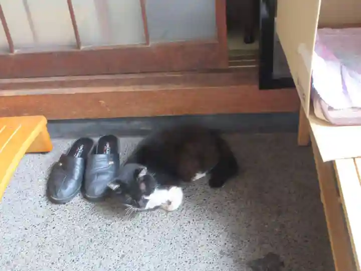 蔵前神社の動物