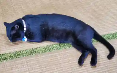高司神社〜むすびの神の鎮まる社〜(福島県)
