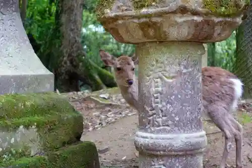 春日大社の動物