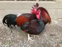 石上神宮の動物