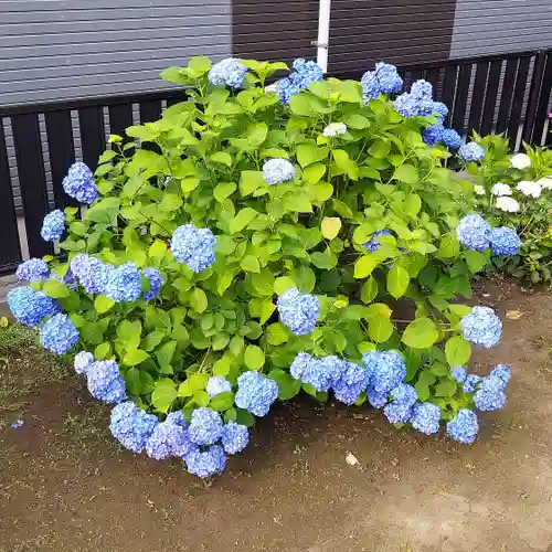 高砂天祖神社の自然