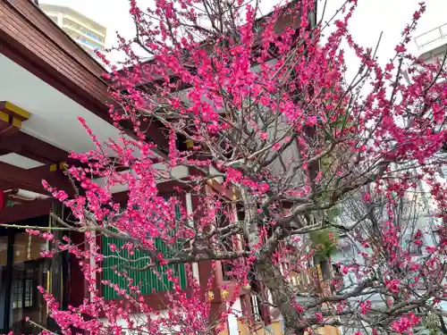 蒲田八幡神社の自然