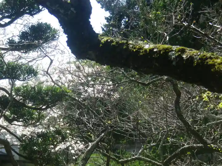 浄光明寺の自然