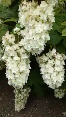 寛永寺(根本中堂)(東京都)