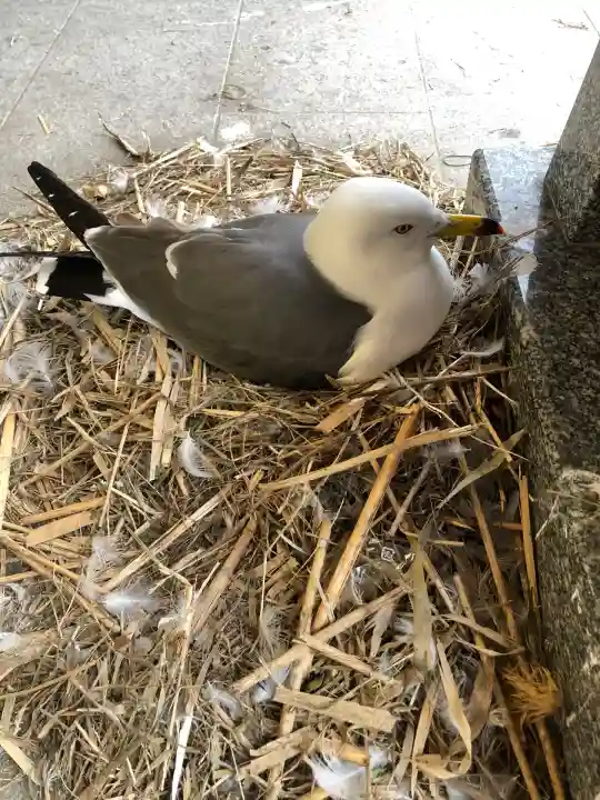 蕪嶋神社(青森県)