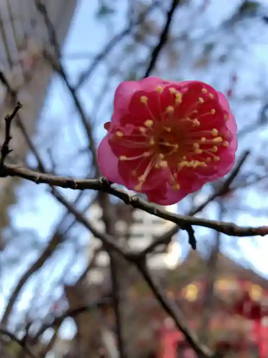 成子天神社の自然
