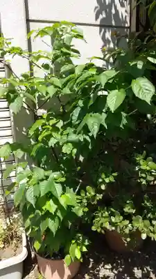 蔵前神社(東京都)