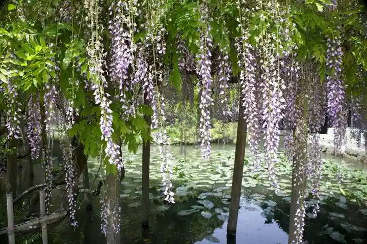 出雲大社の自然
