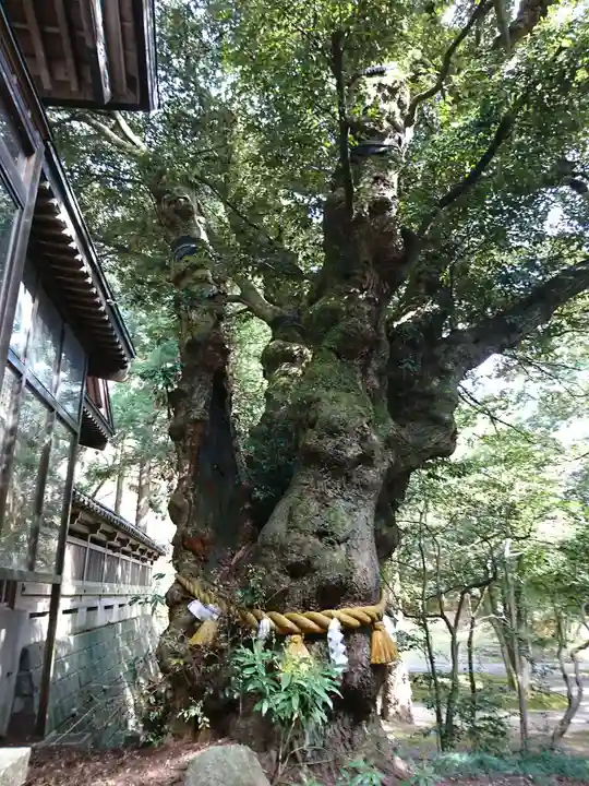 狭野神社の自然