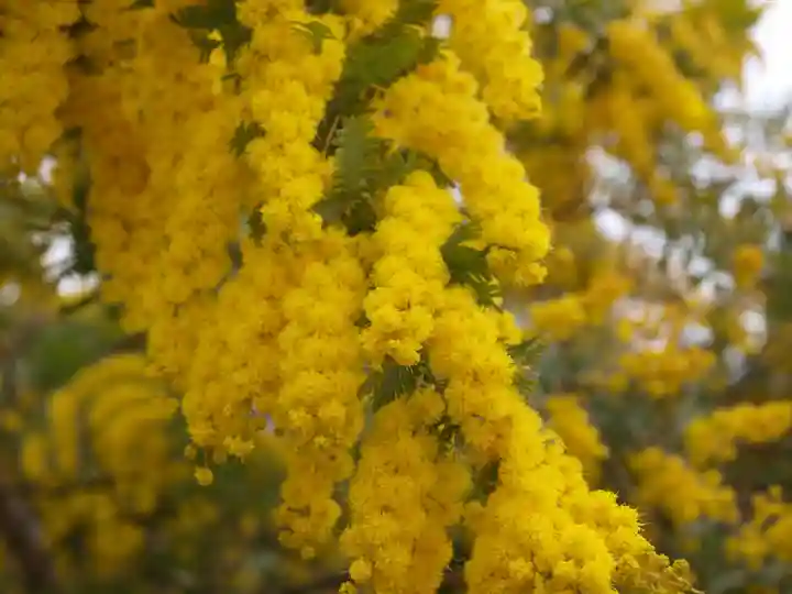 三毳不動尊の周辺