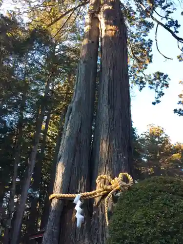 北口本宮冨士浅間神社の自然