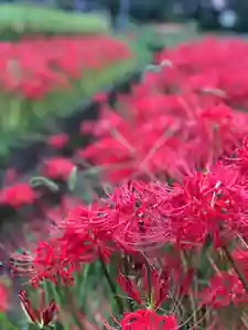 木舟山 順教寺の自然(2021年09月25日(土) 10時36分57秒投稿)