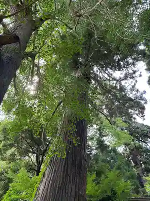 田間神社(千葉県)
