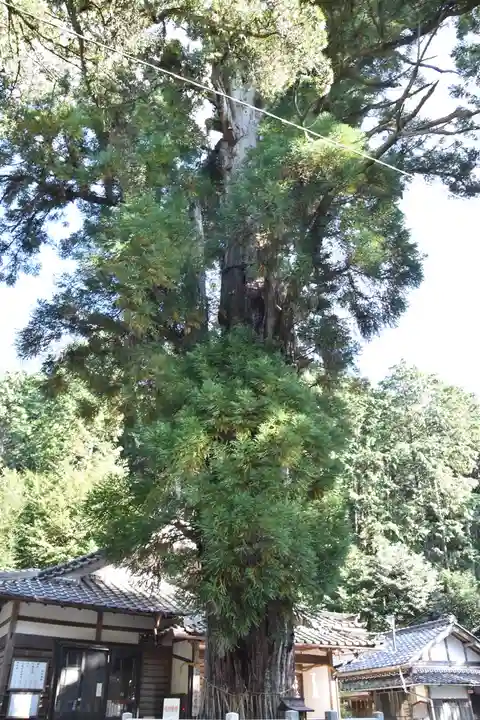 愛宕神社(阿多古神社)の自然