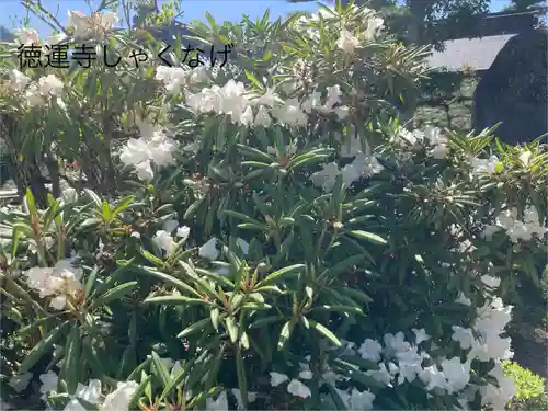 徳運寺(長野県)