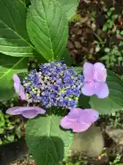 藤森神社の自然