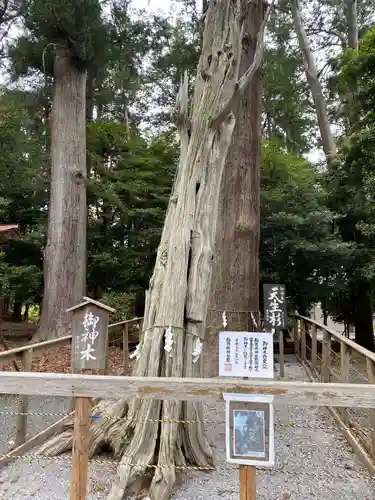 渭伊神社の自然