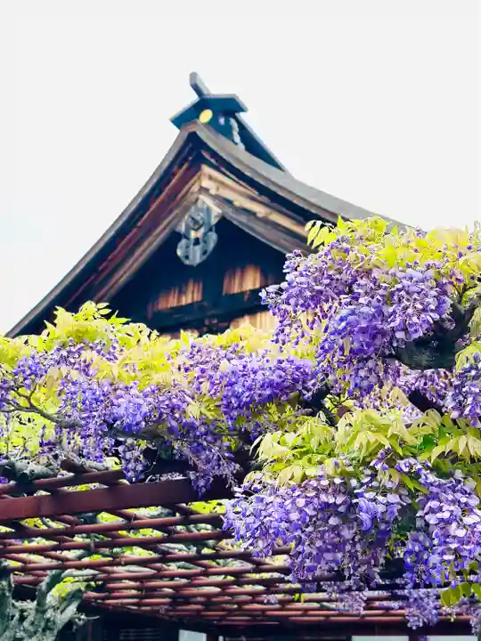 曼陀羅寺の自然