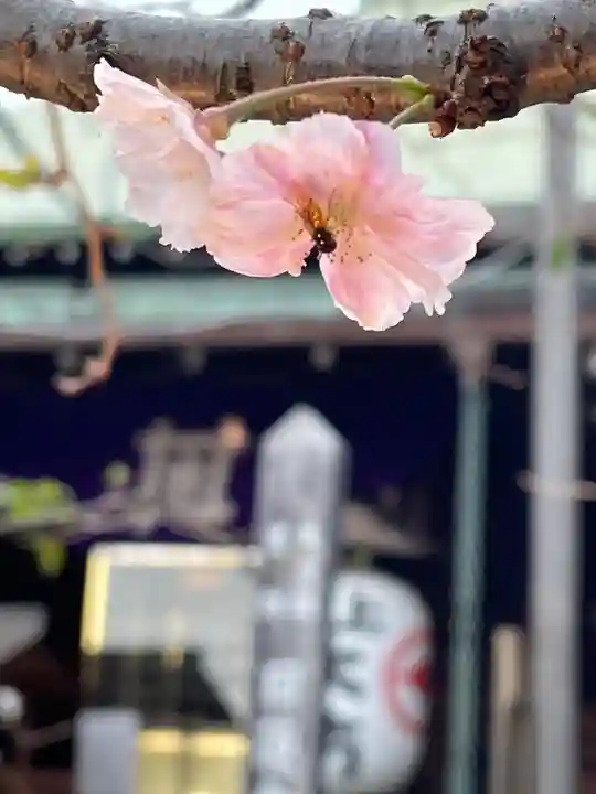 大坊本行寺の自然