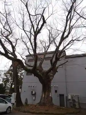 八坂神社の自然
