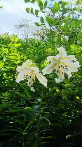 普門院（文知摺観音）の自然