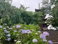 本土寺(千葉県)