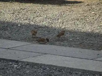 羽田神社の動物