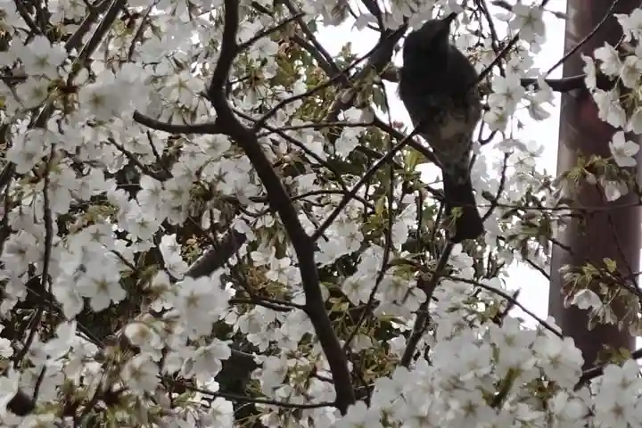 一宮神社の自然