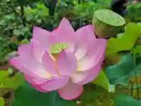 法金剛院の自然