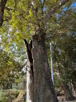 八幡竃門神社の自然