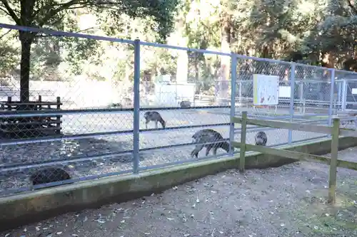 鹿島神宮の動物