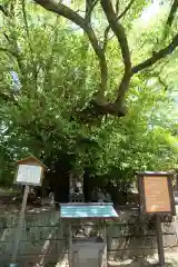 闘鶏神社の自然