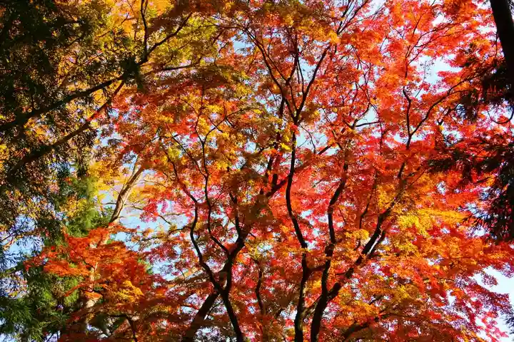 田村神社の自然