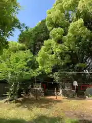 新熊野神社(京都府)