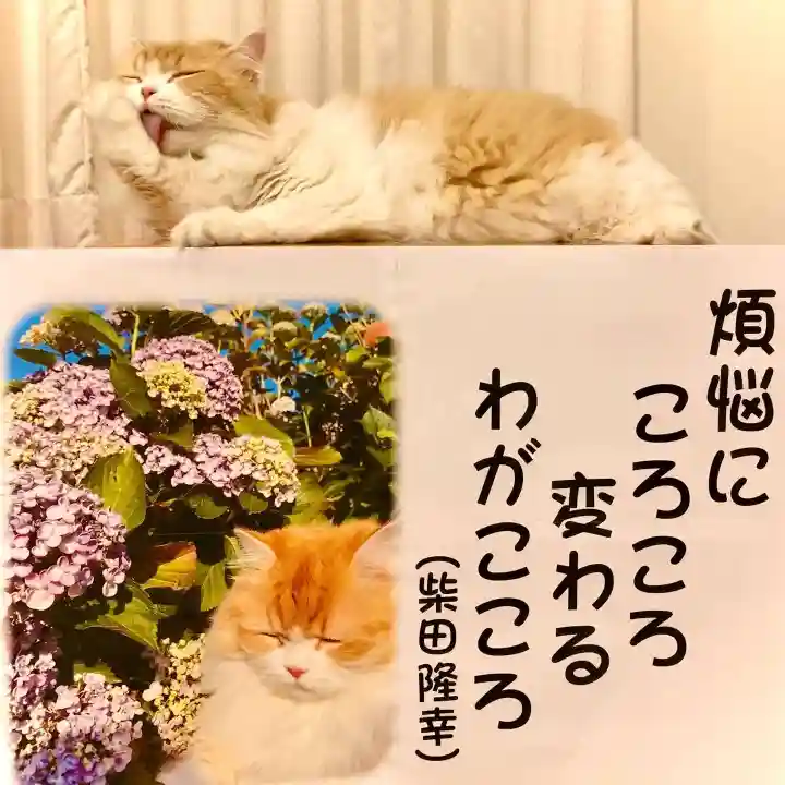 西教寺(下松駅徒歩5分)の動物